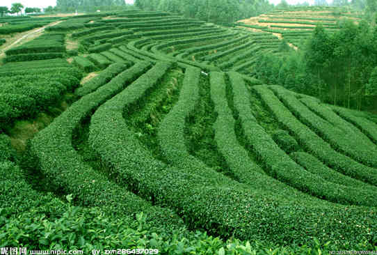 “猪-沼-茶叶”生态农业模式